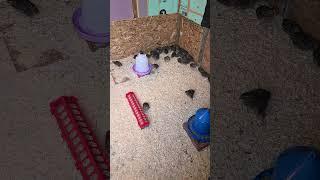 Off Grid shed in my Farm for Quails