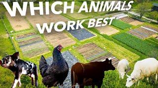 Using Livestock to Fertilize the Market Garden (An 8-Year Study!)