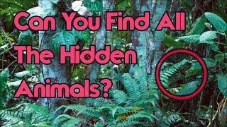 Can You Find All The Hidden Animals? Impossible Challenge!