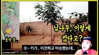 아프리카 우리집. 나무가 이렇게 빨리 크다니.. 님 트리, 파파야