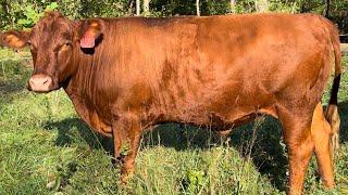 The 3 secrets to Finishing your steers out on grass!!!   |Southpoll cattle farmer