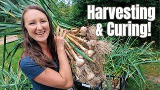 EPIC Garlic Harvest & How to Cure for LONG-TERM Storage