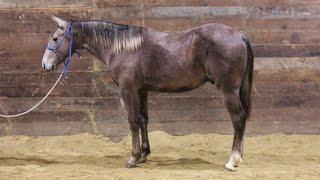 SOLD Merada Smart Cat- Nolan Horses