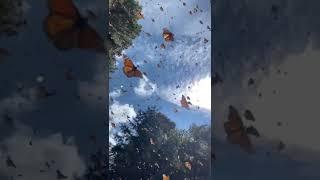 Сочи тут все Прекрасно