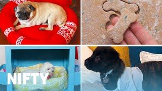 DIY Projects For Dog Lovers