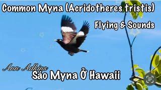 Common Myna (Acridotheres tristis) In Pearl Harbor Flying & Sounds Sáo Myna  #annadkins #birds