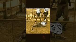 Man attacks Cheetah in revenge #shorts #Rohitkumar