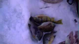 Ice Fishing Panfish - Hackensack, MN (02/06/2013)