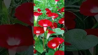 Red vines flowers #amazing #flowers #redflower #shorts