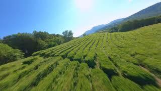 Matsesta tea plantations Fpv