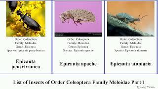 List of Insects of Order Coleoptera Family Meloidae Part 1 epicauta beetle lytta hycleus cerocoma