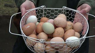 Rising demand seen for local farms’ eggs amid nationwide supply challenges, soaring prices