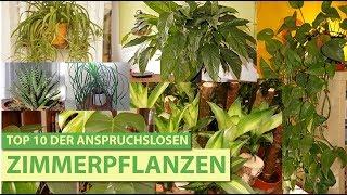 Meine Top 10 der anspruchslosen Zimmerpflanzen