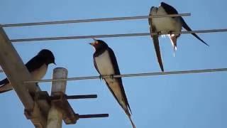 Barn Swallow, Rondine comune (Hirundo rustica)