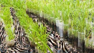 Using Plastic bottles for backyard aquaponies fresh farm fish and planting morning glories, water co