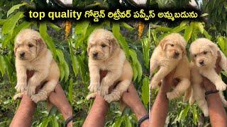 top quality golden retriever puppies for sale in telugu/9700708058 /aj pets