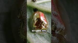 Incredible Communication Skill of Golden Tortoise Beetle