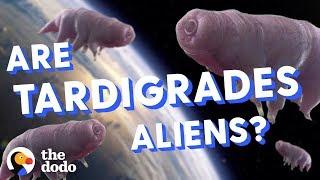 Are Tardigrades Aliens? | The Dodo