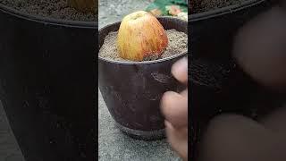 Growing banana tree with apple fruit #shortvideo #ytshorts #shortsfeed