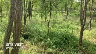 Sandalwood trees with poked branches