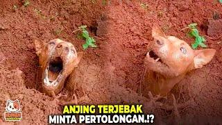 Hewan Ini Meminta Tolong Kepada Manusia! Anjing Terjebak Dalam Lumpur Setelah Diselamatkan Ternyata