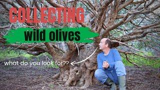 Collecting wild olives for bonsai