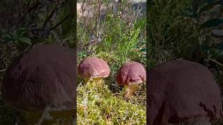 Что за ЧУДО прячется В ВЕРЕСКЕ? Сказочная Карелия