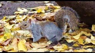 🟢 Grey Squirrel Can't Find His Hidden Food at St. Paul's Cathedral