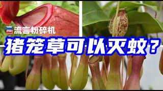 Can Nepenthes plants kill mosquitoes?