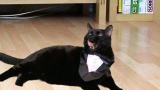 Psy - Oppa Gangnam Style - Preppy Kitty Style