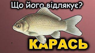 Карася так не зловите! Чого не слід робити при його ловлі?