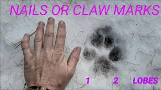 WOLF TRACKS VS. MOUNTAIN LION TRACKS