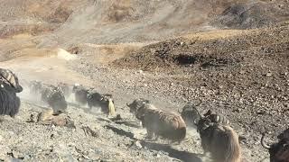 LIFE OF YAK HERDERS IN DOLPA