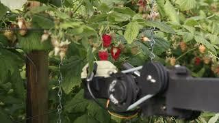 Fieldwork Robotics: raspberry harvester