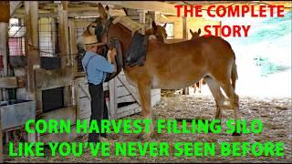 AMISH HARVESTING CORN and FILLING SILO with HORSES in Lancaster County---FROM START TO FINISH