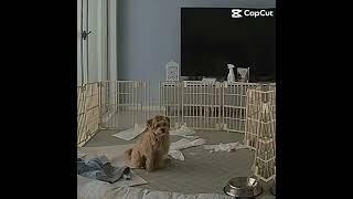 파괴왕 투투무 #워싱시#워씽시#wo xing shi #funnydog#funnypuppy#말티푸일상 #maltipoo #maltipoopuppy