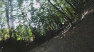 Pov - Drive On Road Through Forest. Stock Footage