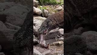 New Komodo dragons eat sharks alive