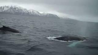 Husavik : safari baleine en Islande