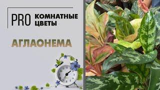 Аглаонема. Неприхотливое комнатное растение. Уход за аглаонемой. Как с ней подружиться?