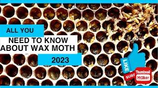 ALL YOU NEED TO KNOW ABOUT WAX MOTH - BEEKEEPING