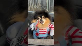 When I leave the house without my dog ‍ #pomeranian #dog