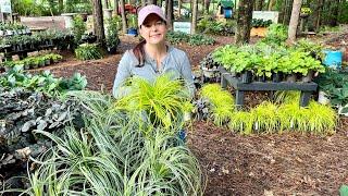 Native Azaleas, Climbing Hydrangeas, & More Nursery Tour | Gardening with Creekside