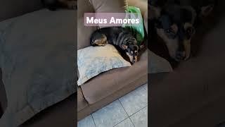 Animais de Estimação