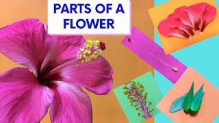 DISSECTION OF A HIBISCUS FLOWER | PARTS OF A FLOWER - HIBISCUS/ GUMAMELA / CHINA ROSE / ดอกไม้ชบา |