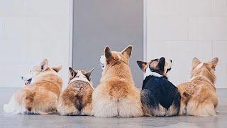 Funniest & Cutest Corgi Puppies #1