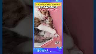 主人撿的流浪貓把它養到不掉毛，現在又有了自己的寶寶 #shorts #萌宠