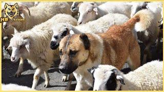 Alabai Dog |  Shepherd Dog Of Central Asia