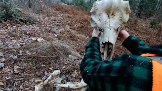 Lots Going On Over Here | Deer Hunting Northern Maine