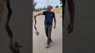 picked up the largest gopher snake ever! saved 'em from being a potential road kill